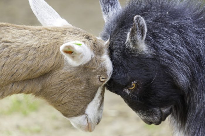 Tranh luận hay tranh cãi?