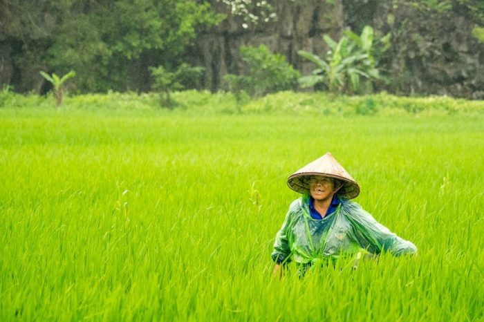 Gieo hào phóng, gặt rời rộng