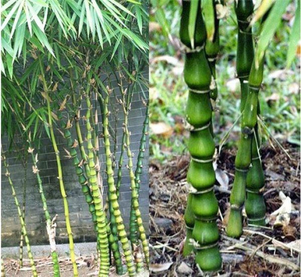 cây phong thủy dễ trồng ở nhà