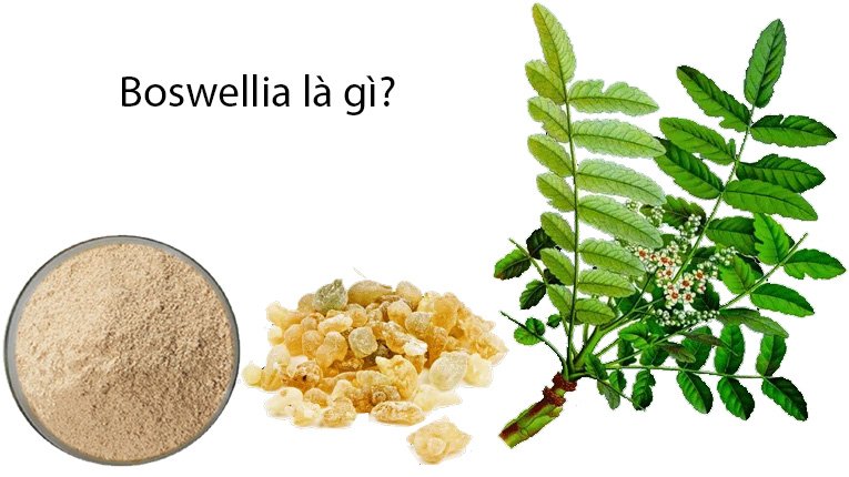 BOSWELLIA SERRATA EXTRACT - Trầm hương Ấn Độ