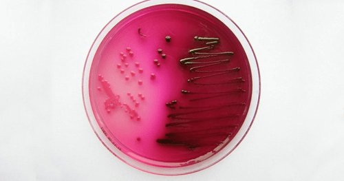 Sh-Oilgopeptide-1