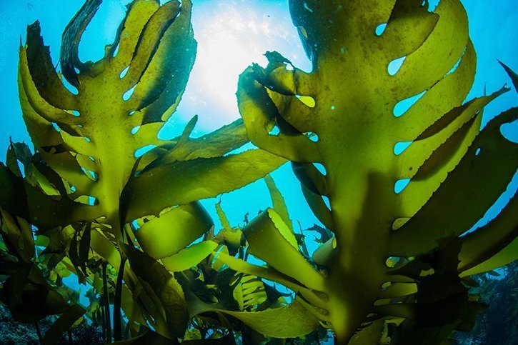 PLANKTON EXTRACT - Thành phần chống lão hóa hồi sinh làn da