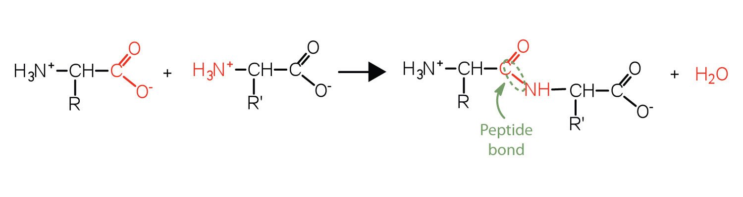 SH-POLYPEPTIDE-14