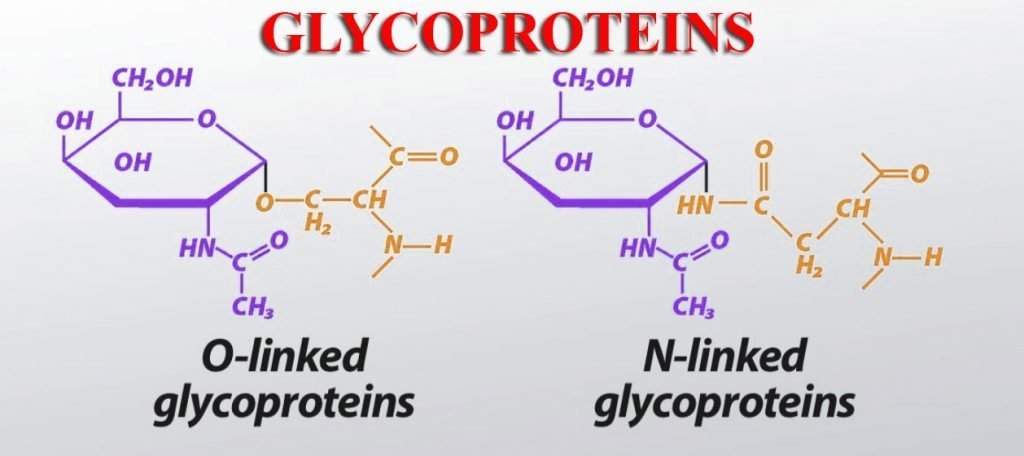 Glycoprotein có tác dụng “vàng