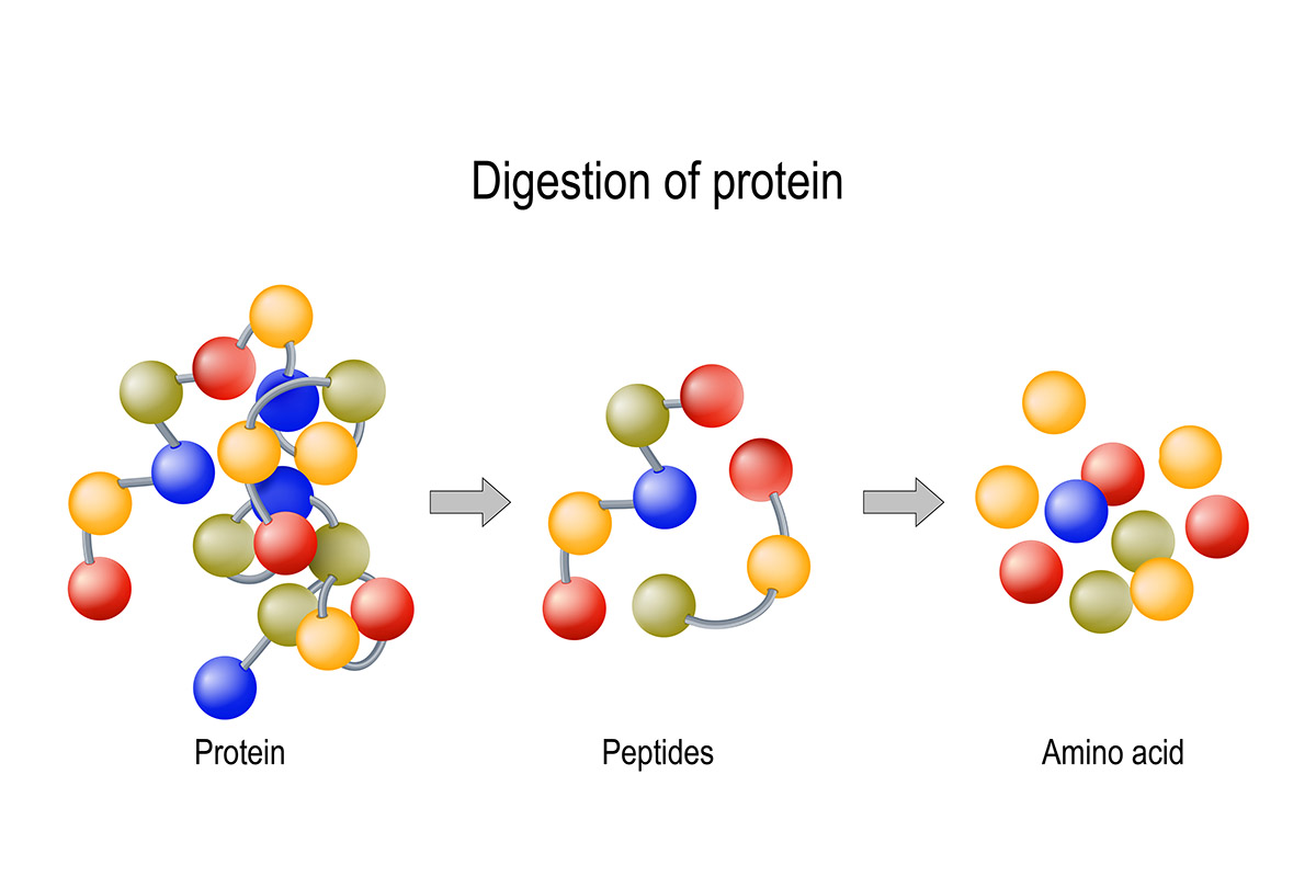 SỰ TỔNG HỢP PEPTIDE DIỄN RA NHƯ THẾ NÀO