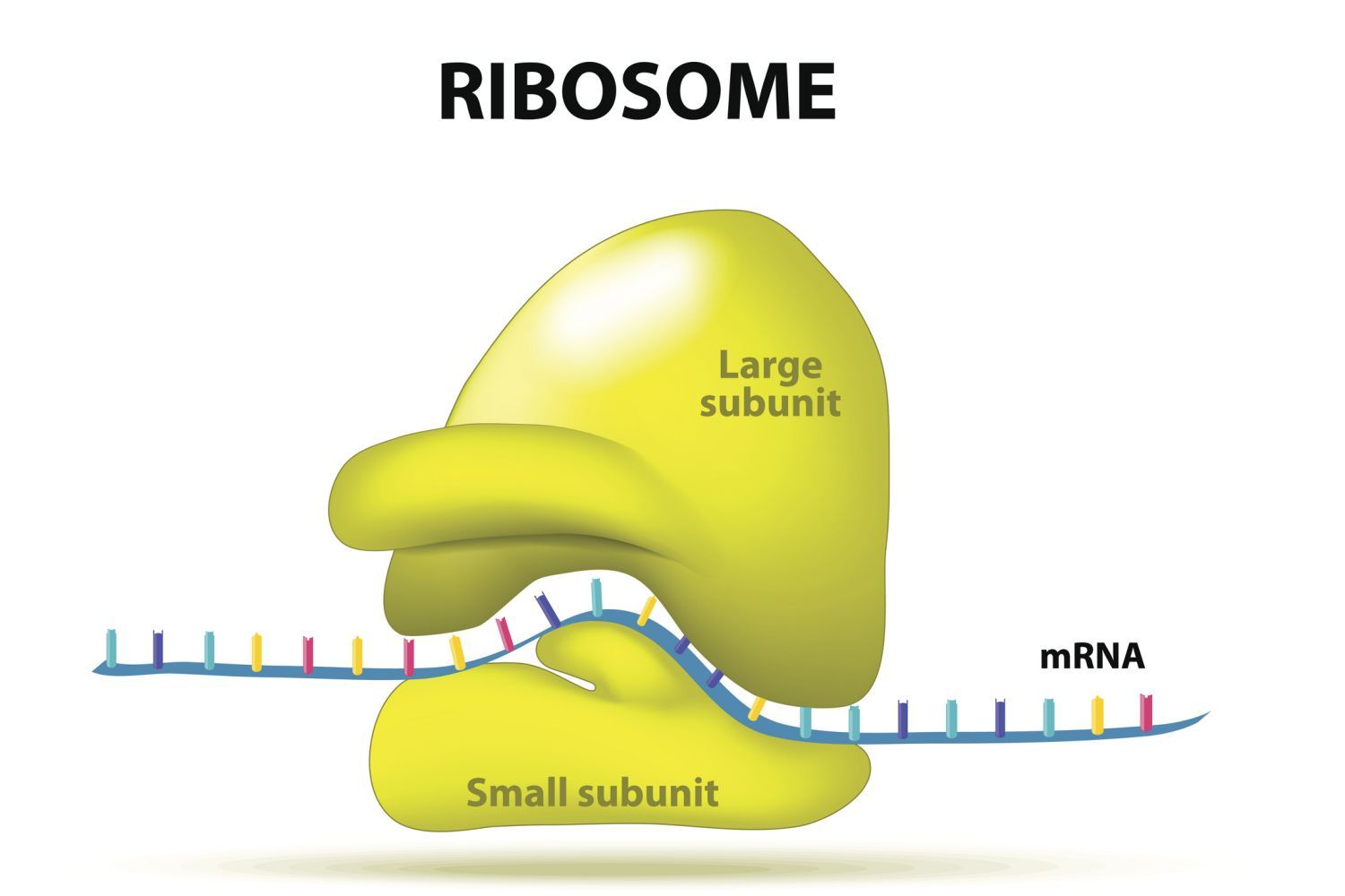 RIBOSOM PEPTIDE
