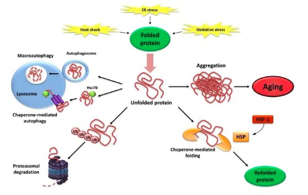 Mất Proteostasis