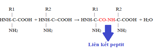 liên kết peptides là gì
