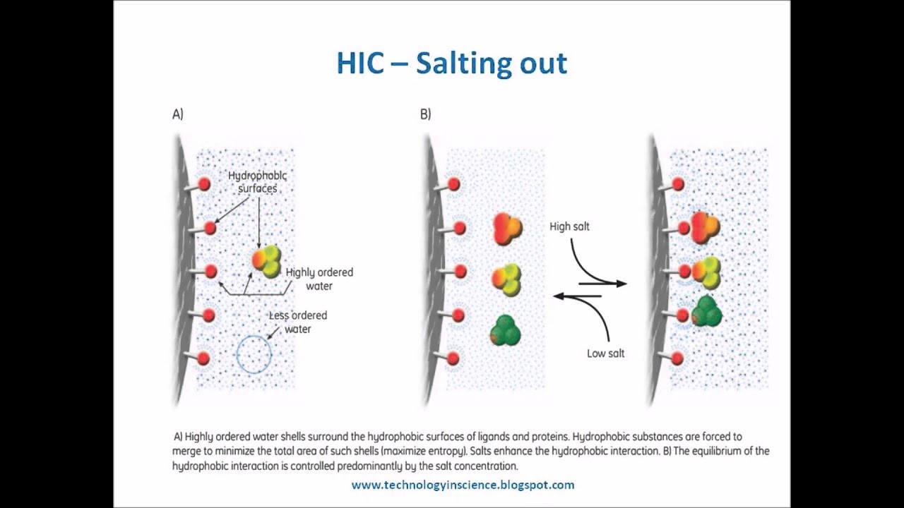 sắc ký tương tác kỵ nước HIC