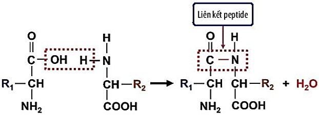 sự hình thành liên kết peptide