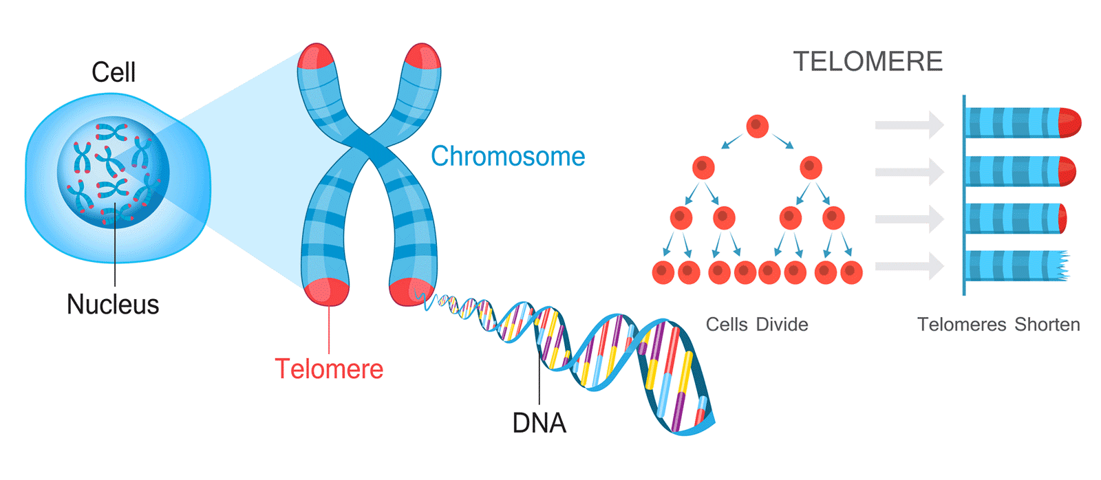 telomere đẩy nhanh quá trình lão hoá