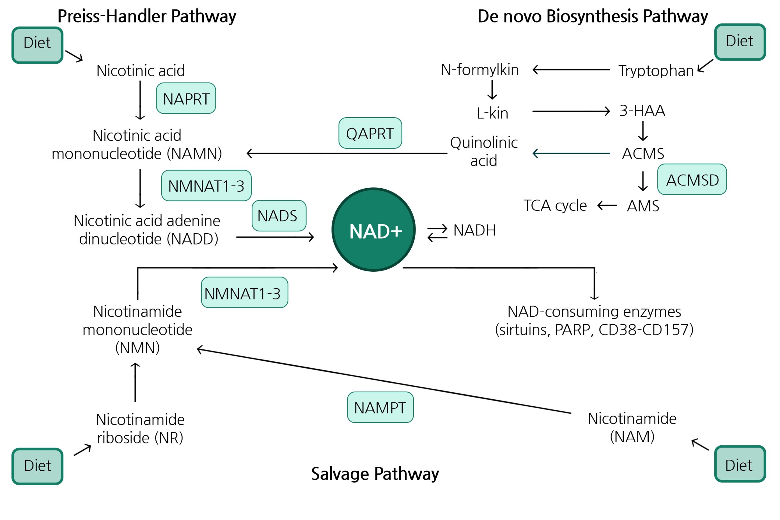 NAD+ giúp enzyme hoạt động tốt hơn