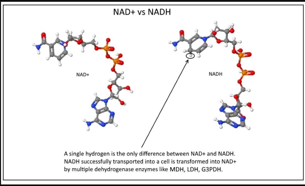NAD+ VÀ NADH