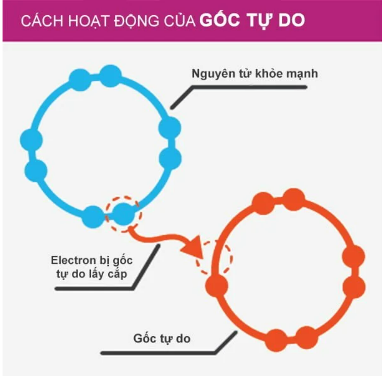 CÁCH HOẠT ĐỘNG CỦA GỐC TỰ DO