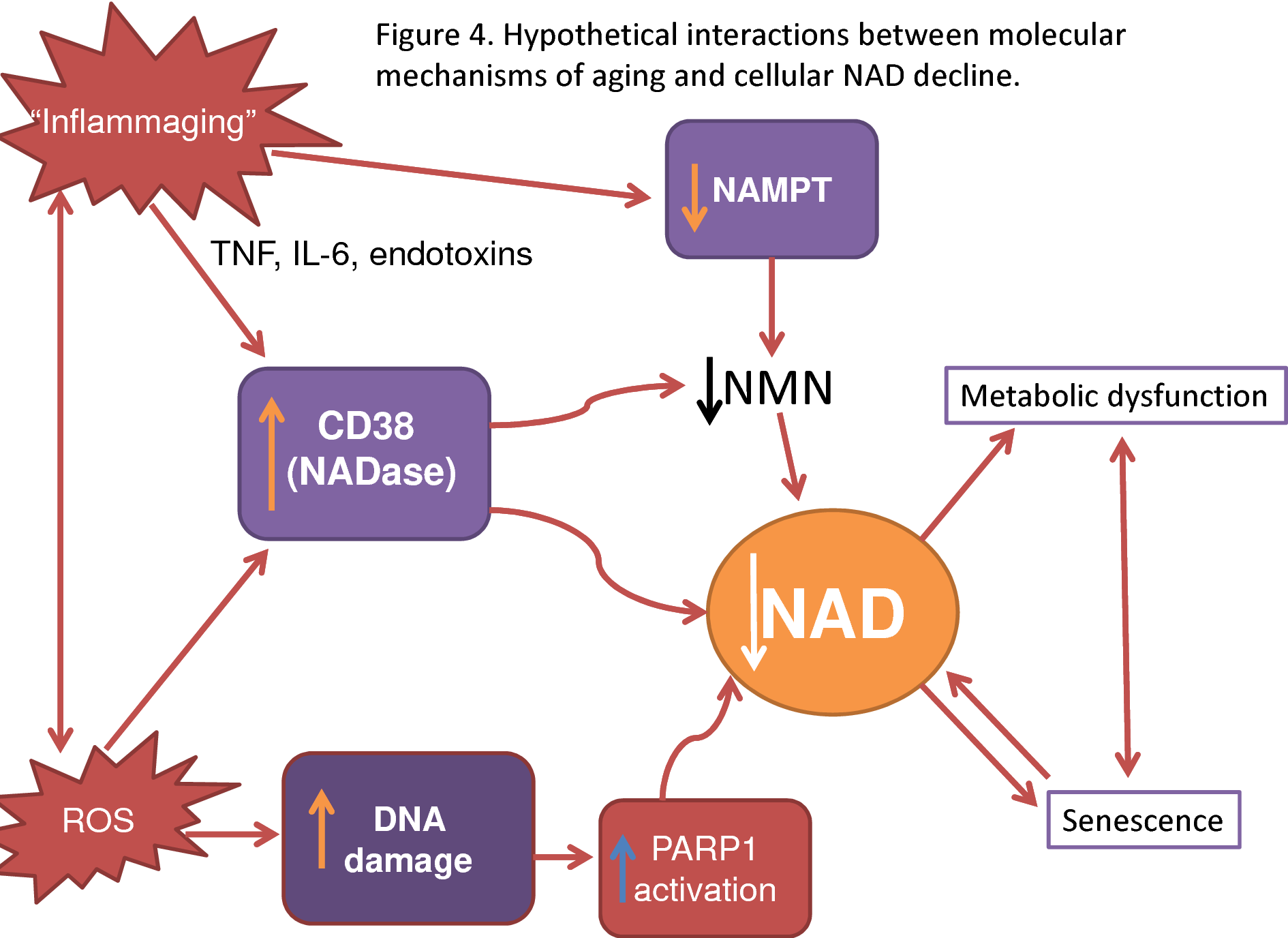 NAD+ hồi phục DNA