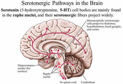 serotin