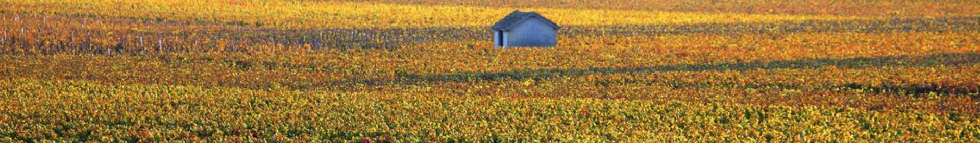 burgundy - bourgogne