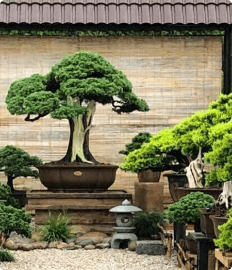 Cây Si Cảnh Bonsai