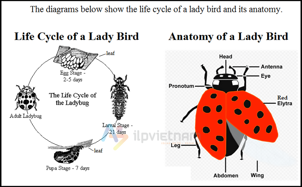 diagram đề ielts writing task 1