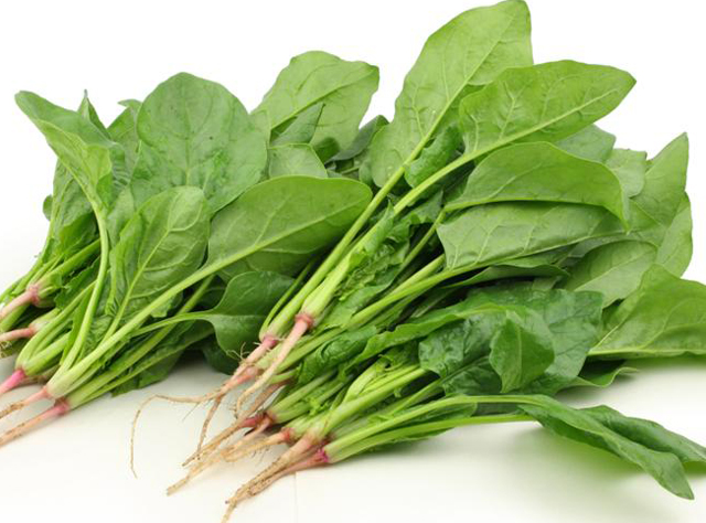 Vietnam High-Quality Healthy Green Food Fresh Spinach