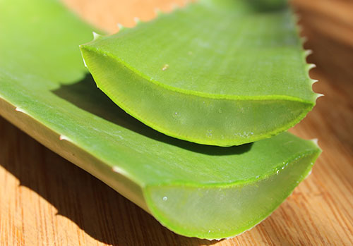 Vietnam High-Quality Fresh Aloe Vera