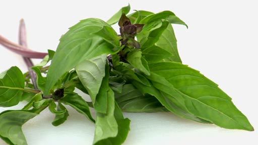 Vietnam High-Quality Thailand Sweet Basil