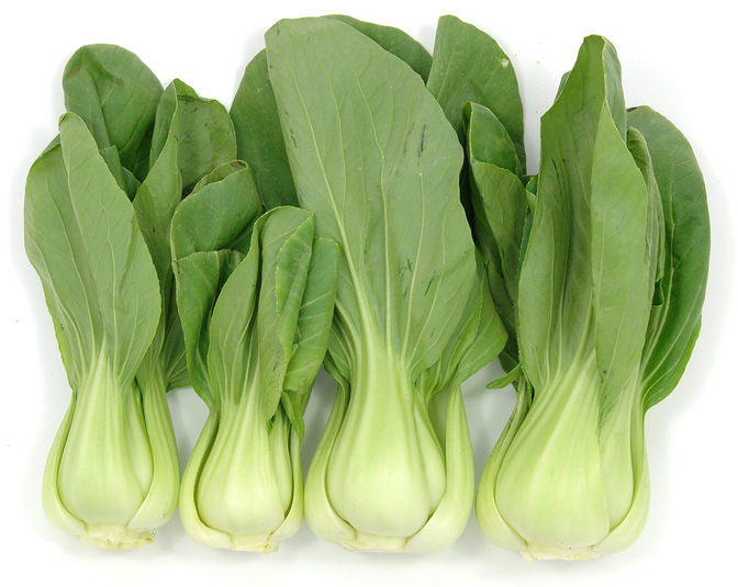 Vietnam Whole-Sale Good-Price Fresh Bok Choy