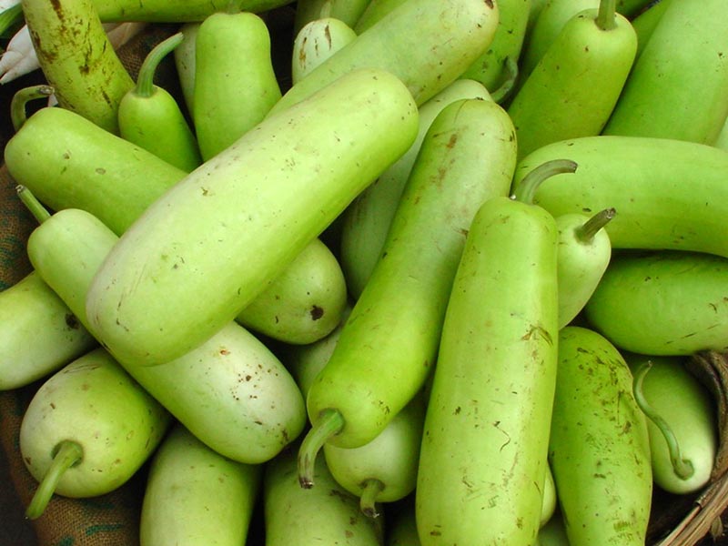 Vietnam Good-Price Fresh Bottle Gourd