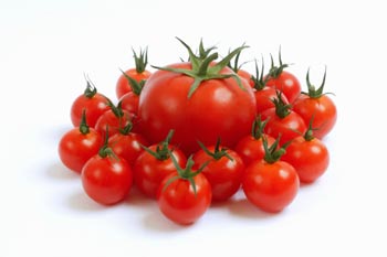 Vietnam High-Quality Hot Sale Fresh Cherry Tomatoes