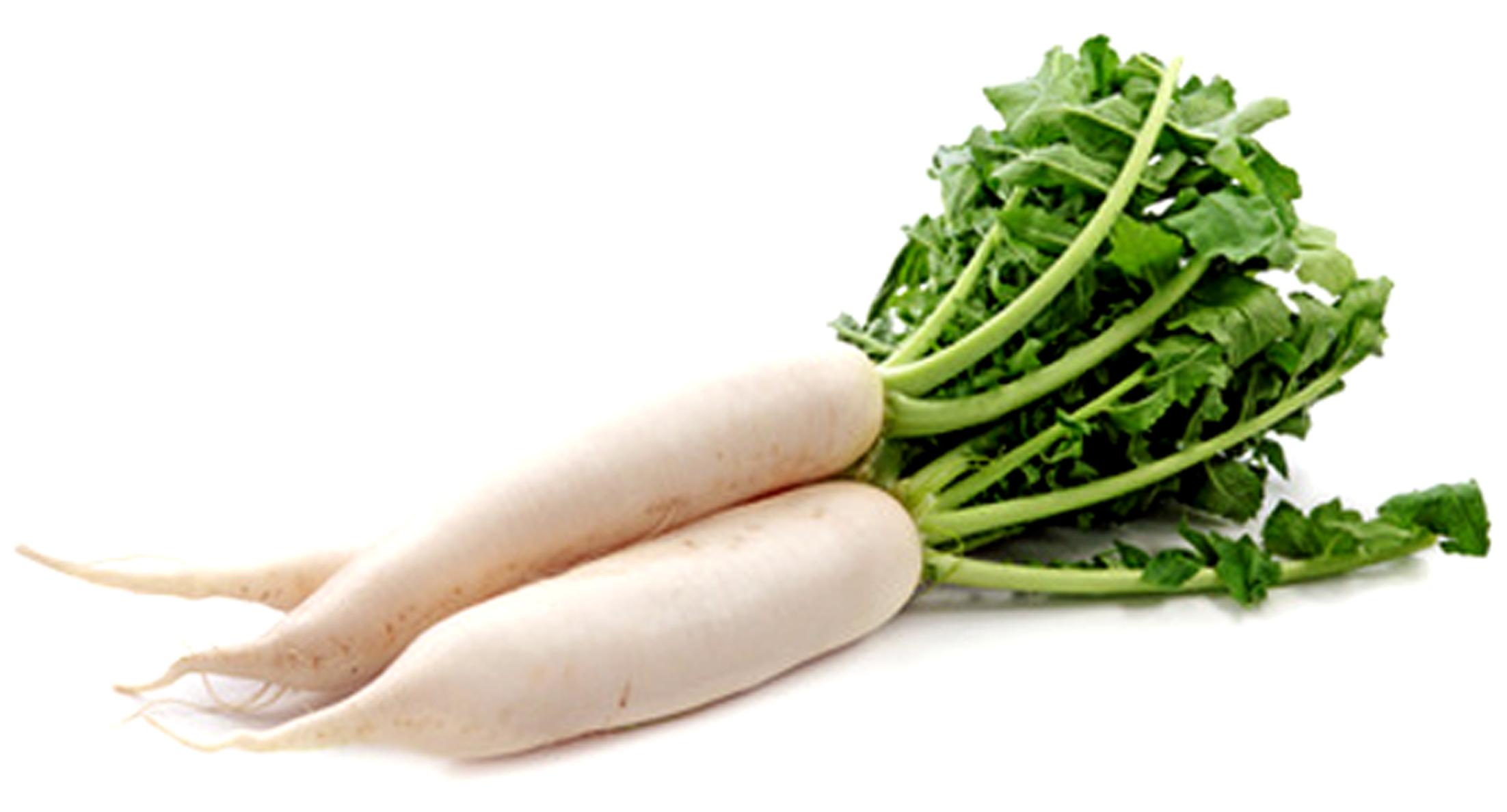 Vietnam High-Quality Fresh White Radish