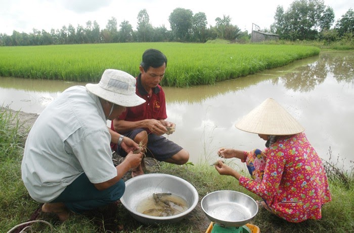 cach-xu-ly-dat-nhiem-man-1