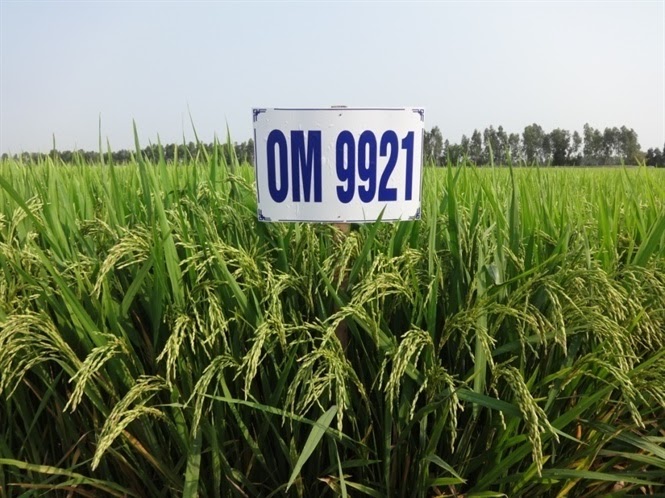 cach-xu-ly-dat-nhiem-man