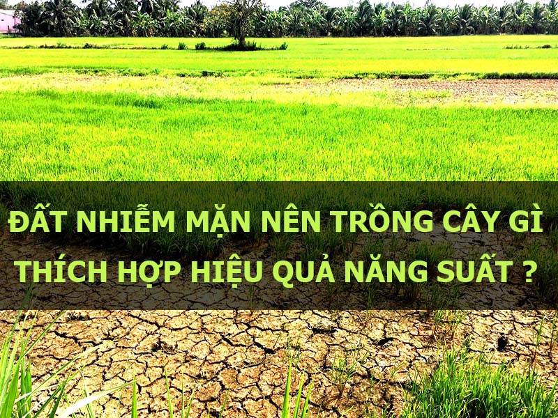 Đất nhiễm mặn nên trồng cây gì thích hợp hiệu quả năng suất