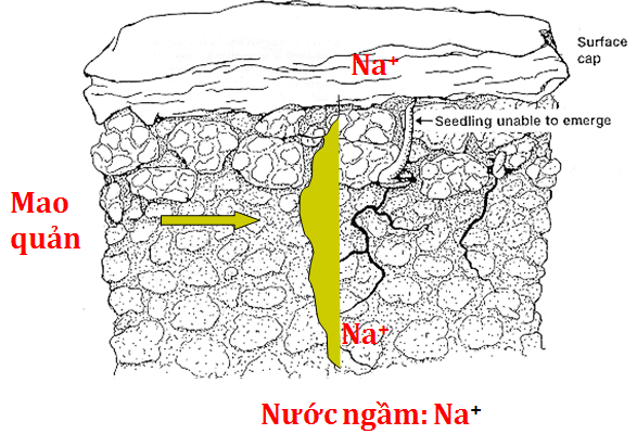 dat-nhiem-man-nen-trong-cay