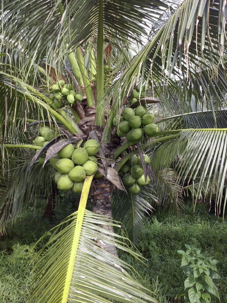 dat-nhiem-man-trong-cay