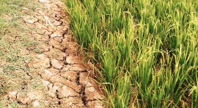 Đất nhiễm mặn là gì? Bật mí cách xử lý đất nhiễm mặn hiệu quả Đất nhiễm mặn là gì? Bật mí cách xử lý đất nhiễm mặn hiệu quả