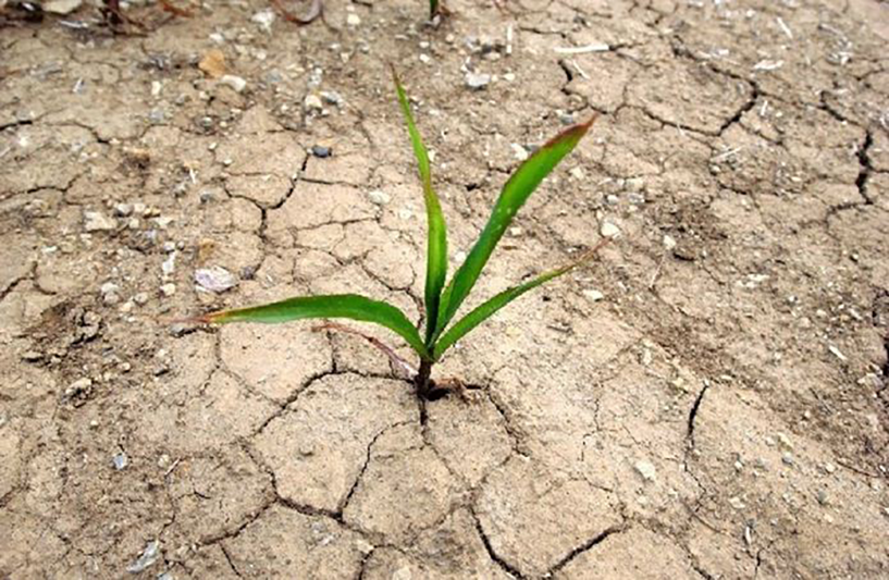 Đánh giá thực trạng đất nhiễm mặn ở Việt Nam Đánh giá thực trạng đất nhiễm mặn ở Việt Nam